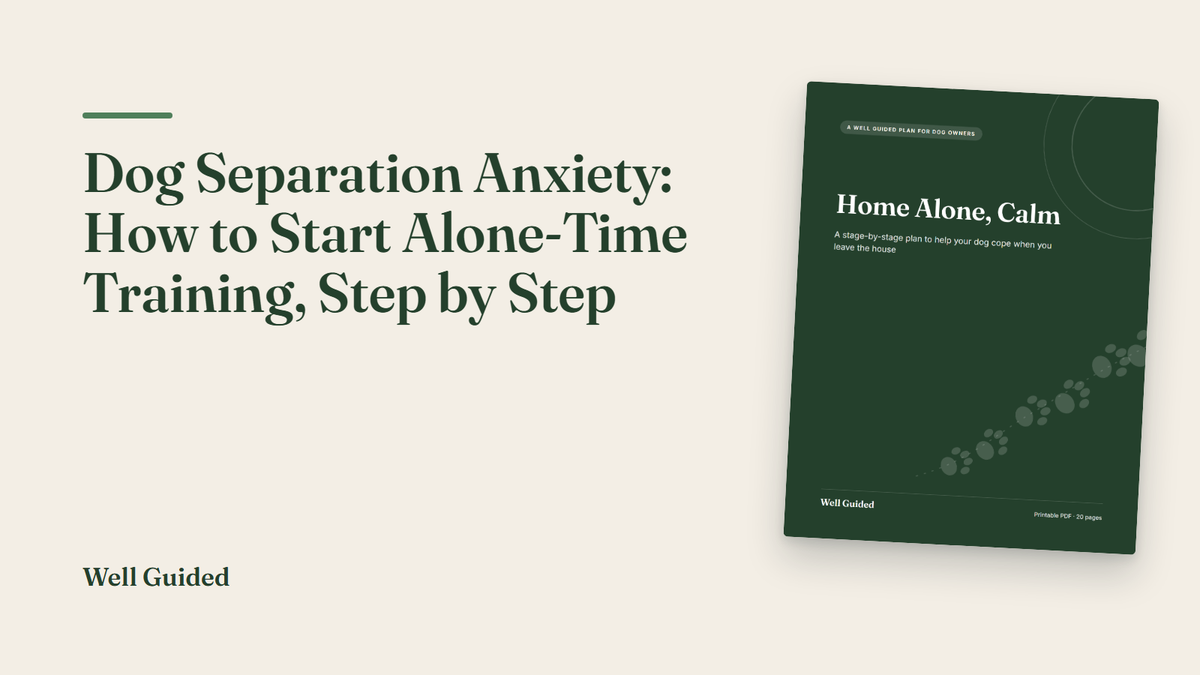 Dog Separation Anxiety: How to Start Alone-Time Training, Step by Step